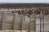 На антипаютинском убойном комплексе уже заготовлено около 70 тонн оленины
