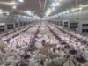 Российский рынок мяса птицы в январе-июне 2011 года
