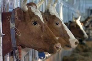 Врио губернатора: привлечение инвестиций в животноводство — основная задача Курганской области