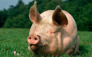 Либерализм и благополучие свиноводства несовместимы – Россельхознадзор