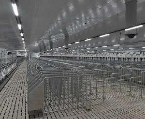 На Брянщине строится новый свинокомплекс