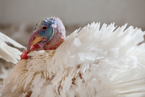 «Дамате» перезапустил производство на «Евродоне»