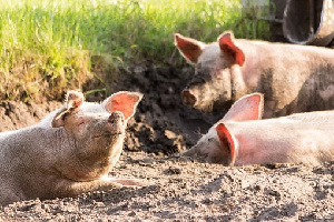 Имущество свинокомплекса в КБР не ушло с торгов за 378 млн рублей