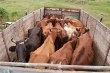 В Ростовской области ветеринарные инспекторы задержали два КамАЗа с крупным рогатым скотом