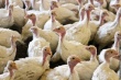 Новая птицефабрика в Костромской области будет перерабатывать до 15 тонн мяса индейки в год