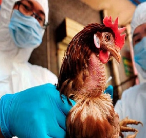 Ветслужба Нижегородской области в 2022 году проведет более 15 тысяч лабораторных исследований птицы