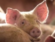 Тверь: в бывшей зоне АЧС свиней больше не разводят