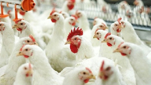 Европейцам запретили ввозить мясо из Самарской области