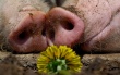 США: Высокий спрос способствует росту цен на свиней и свинину