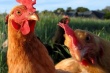 Франция лидирует в органическом птицеводстве Европы