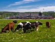 Пастбища Астраханской области не справляются с текущим поголовьем скота