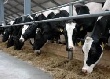 На Ставрополье увеличилось производство животноводческой продукции	