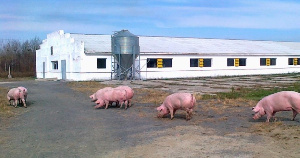 «Кашарский бекон» построит свиноводческий комплекс в Ростовской области