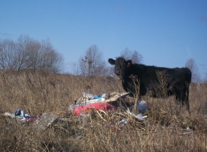 Провал в животноводстве: "На свалках бродят элитные коровы - их вместо лося валить будут"