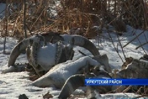 Свалка из останков животных обнаружена в Иркутском районе