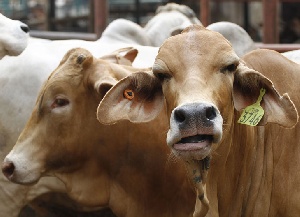 Производство говядины в сельскохозяйственных предприятиях Украины сократилось на 16%