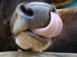 Беларусь запретила ввоз скота из КНДР из-за ящура