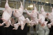 В курском молоке и орловской курятине нашли антибиотики