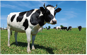 В Удмуртии на 42% выросло поголовье коров мясных пород и на 133% — молочных коз