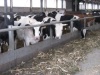 Пензенские фермы превратятся в электростанции