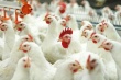 В Алтайском крае птицефабрики увеличили объемы производства мяса до 81,2 тыс. тонн