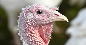 Наблюдательный совет ВЭБ.РФ принял решение продать группу компаний «Евродон» с дисконтом