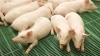 Минсельхоз внес изменения в правила определения зоосанитарного статуса свиноводческих хозяйств