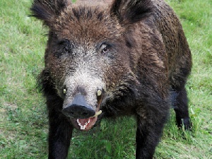 О выявлении в Смоленской области дикого кабана, инфицированного возбудителем африканской чумы свиней