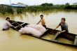 В китайском районе Гуанси в экстренном порядке ликвидируют более 10 тыс туш свиней, погибших из-за наводнения 