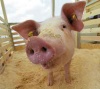 Великобритания: отмена запрета на откорм свиней помоями может обойтись производителям очень дорого