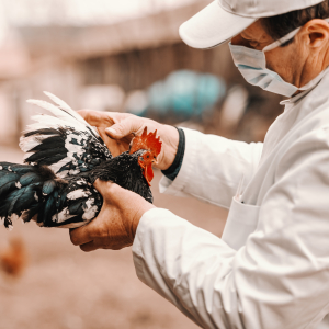 В Нидерландах забили почти 4 млн кур и уток из-за сильнейшей эпидемии птичьего гриппа