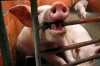 Свинью откормят к ВТО