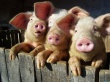 В Омске из-за африканской чумы началась перепись свиней