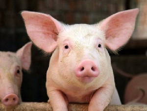 Из-за АЧС почти половина свиней на ферме "Черкизово" в Орловской области будет уничтожена.