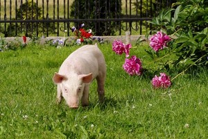  Канадское свиноводство: мясо должно быть не только полезным, но и красивым 