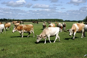 Несколько крупных инвестпроектов, стартовавших в Липецкой области, обещают стабильное развитие мясному животноводству