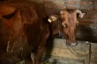 Донские ветеринарные врачи стали первыми в России чипировать сельскохозяйственных животных