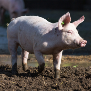Свинокомплекс «Ромкор» загрязнил бактериями более 400 гектаров сельхозземель