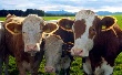 Алексей Гордеев: «Мясное животноводство поможет решить демографическую проблему!»