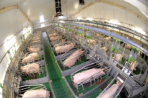 Норвежская компания инвестирует в свинокомплекс в Нижегородской области