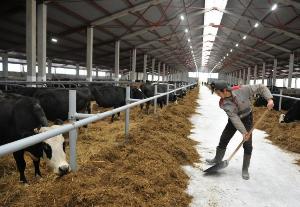 Порядка трех десятков животноводческих ферм построено и реконструировано в Дагестане в 2018 году