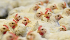Вспышка птичьего гриппа в Голландии: уничтожено 150 тысяч куриц