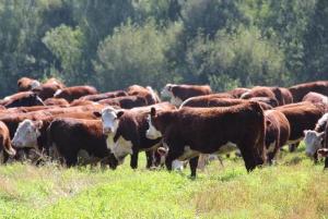 В Алтайском крае фермеры-грантополучатели нарастили объемы производства мяса на 32%