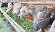 Пензенским предприятиям необходимо увеличить объемы производства мяса говядины