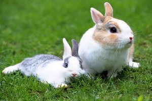 В Украине не хватает предприятий, которые занимались бы разведением отечественных пород кроликов