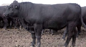 На воронежской ферме массово гибнет скот: губернатор потребовал разобраться в ситуации