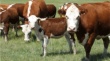 В Пензенской области поголовье крупного рогатого скота составило 282,6 тыс голов