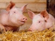 Свиная чума перекраивает животноводство