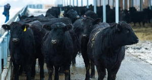 За 10 лет поголовье мясного скота в Калужской области увеличилось в 40 раз