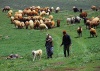 В Армении из-за сибирской язвы запрещен забой скота